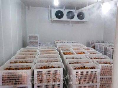 精準溫控，鮮活 delivered 果蔬保鮮與水產海鮮冷庫的全流程建設指南
